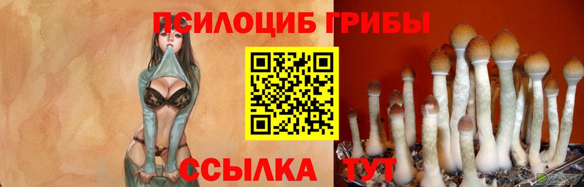 Галлюциногенные грибы Cubensis Петровск